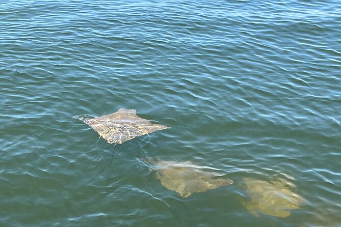 2 hr dolphin tour for 7 people what does the tour actually entail?