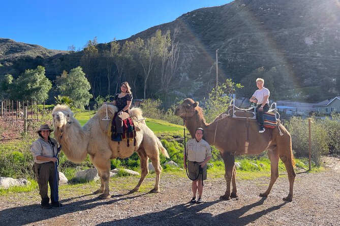 3 hour camel trek into the forest and ranch in california hands on animal encounters