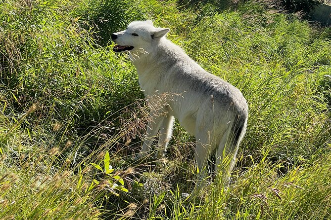 A guided alaskan escape: wildlife sanctuary and glacier hiking scenic drive along turnagain arm