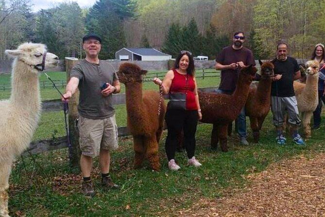 Alpaca and llama trek in pleasant valley what to expect during your trek