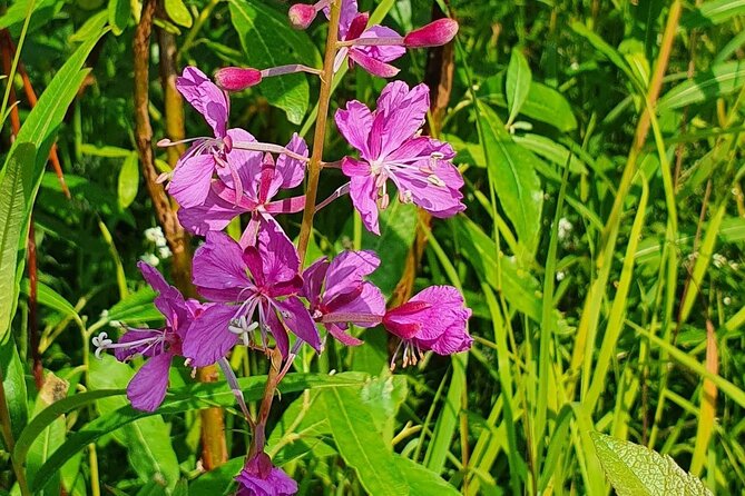 Angel rocks hike and chena hot springs soak guided tour in depth breakdown of the tour experience