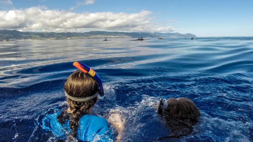 Azores: swim with dolphins atlantic experience types of dolphins you might see