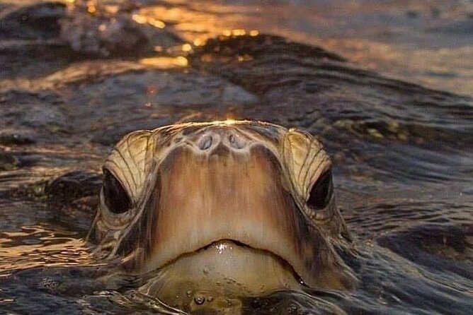 Circle island tours swim with turtles,private & small group tours the itinerary in detail: what youll experience