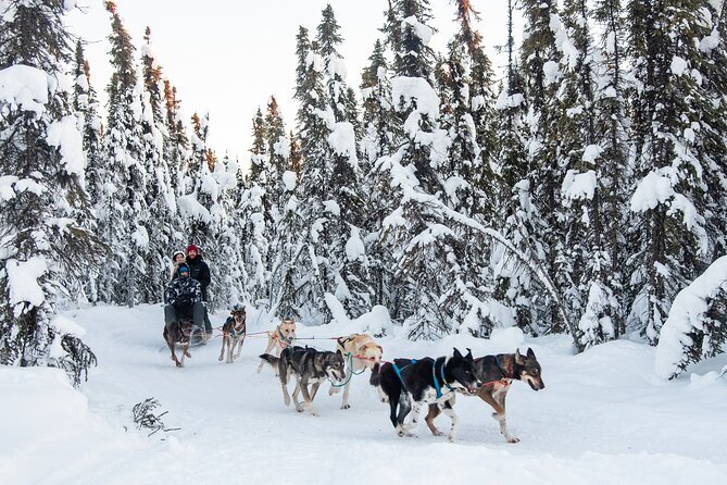 Dogsled and reindeer day trip to borealis basecamp evaluating the cost: is it good value?