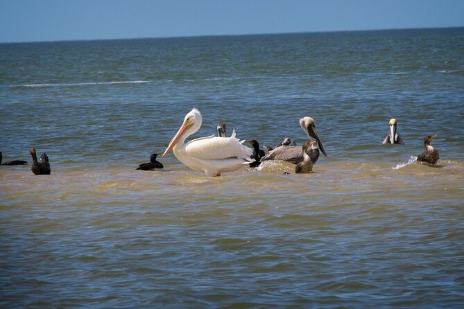 Everglades national park: 3 hikes + 90 minute boat tour + lunch how the day unfolds: a detailed look at the itinerary