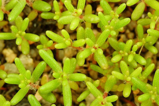 Full day hike in joshua tree national park the real benefits as brought to life by guest reviews