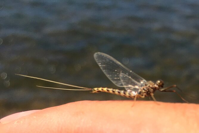 Guided fishing trip in jackson hole a look into the experience