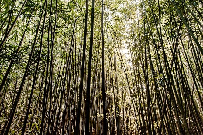 Hike trail to waterfall & nature walk deep dive into the experience