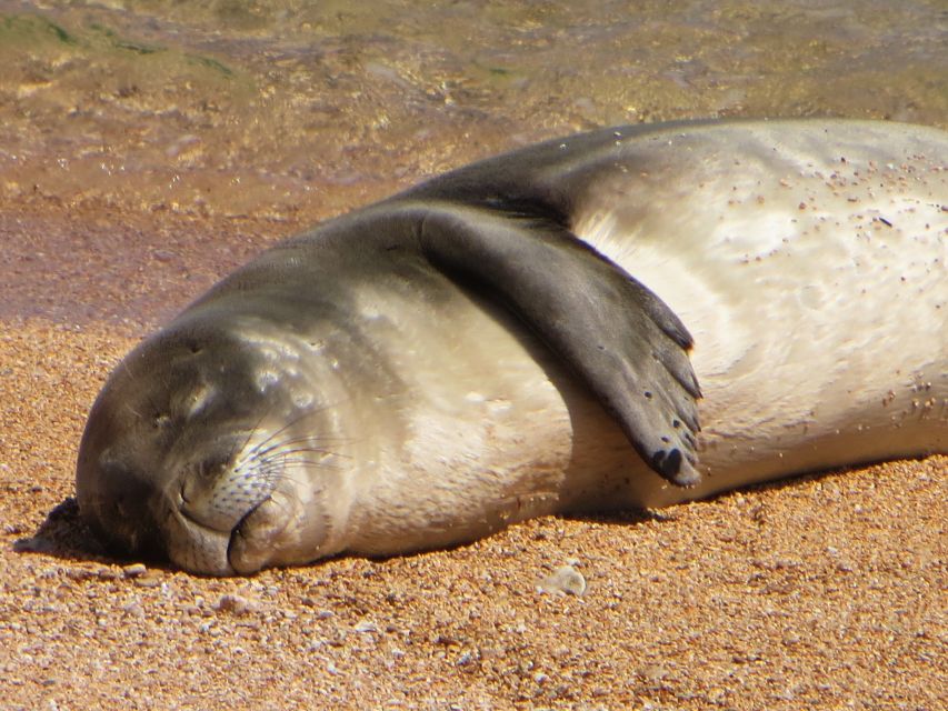 Kauai: half day kauai adventure an in depth look at the kauai adventure experience