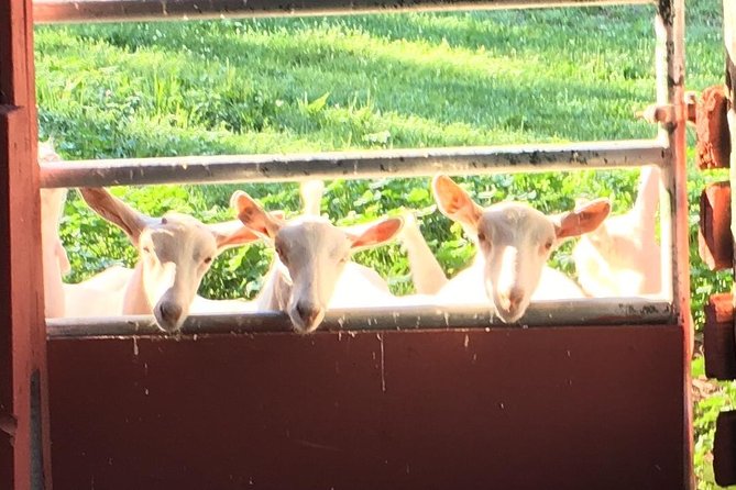 Llama/alpaca hike and farm tour highlights