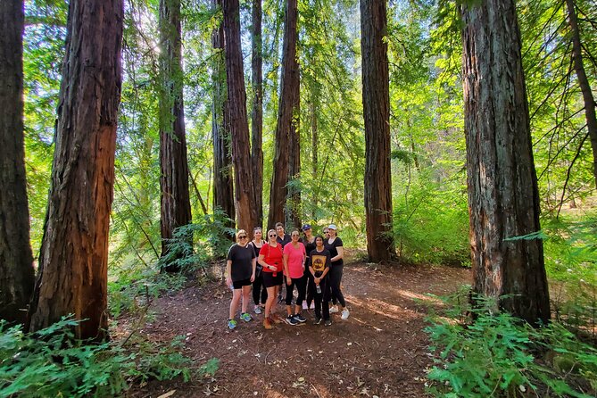 Napa valley redwood hike the journey through the forests: what you’ll actually experience