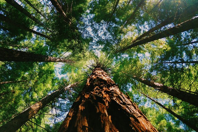 Redwoods full day private tour and hike the experience in practice