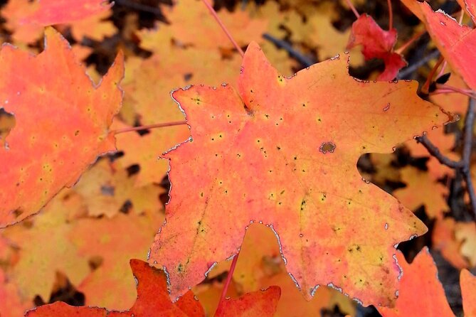 Sedona creekside of cathedral rock hike with a private guide the value of a private guided tour