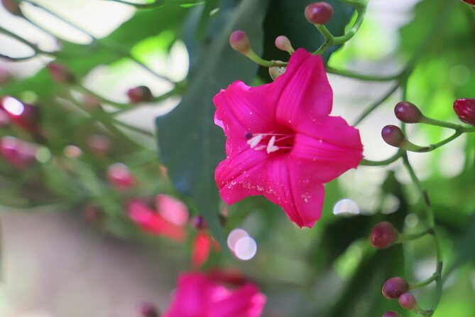 Swim at oahu waterfall in waimea with coffee, lunch and dole is this tour worth it?