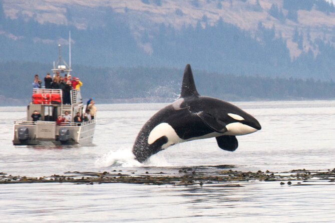 Whale watching + deception pass tour from seattle an in depth look at the experience