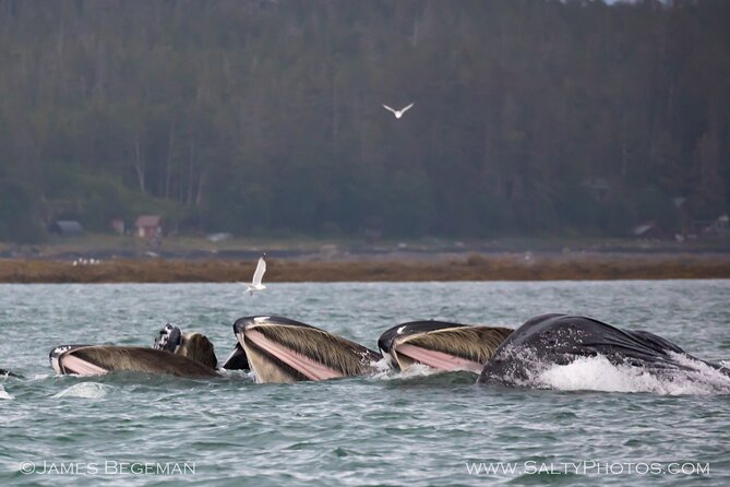 Whale watching, icy point, hoonah , whales, orca, killer whales. the sum up