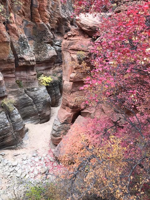 Zion national park 5 hour tour: hike and drive detailed breakdown of the tour experience