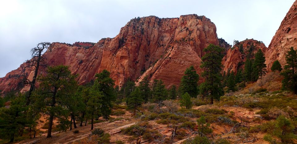 Zion national park kolob terrace: 1/2 day sightseeing tour highlights of the zion kolob terrace tour