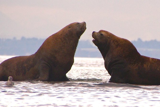 2-Day Fully-Catered Kayak Camping Trip in the San Juan Islands - Final Word: Is It Worth It?