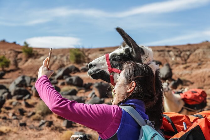 2-Hour Llama Hike - The Value of a Guided Llama Hike
