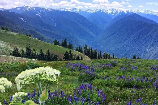 3 Days in Olympic National Park from Seattle: Silent Forest - Hoh Rainforest - In Closing