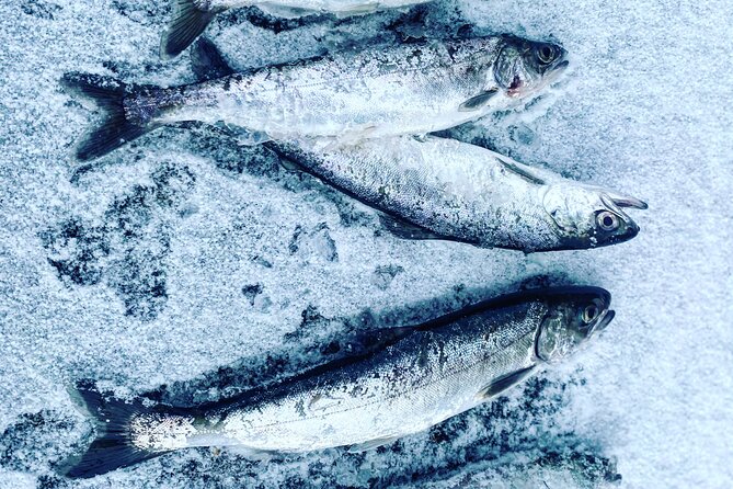 "Aurora Ice" - Ice Fishing & Salmon Dinner Tour - Why Is It a Good Value?