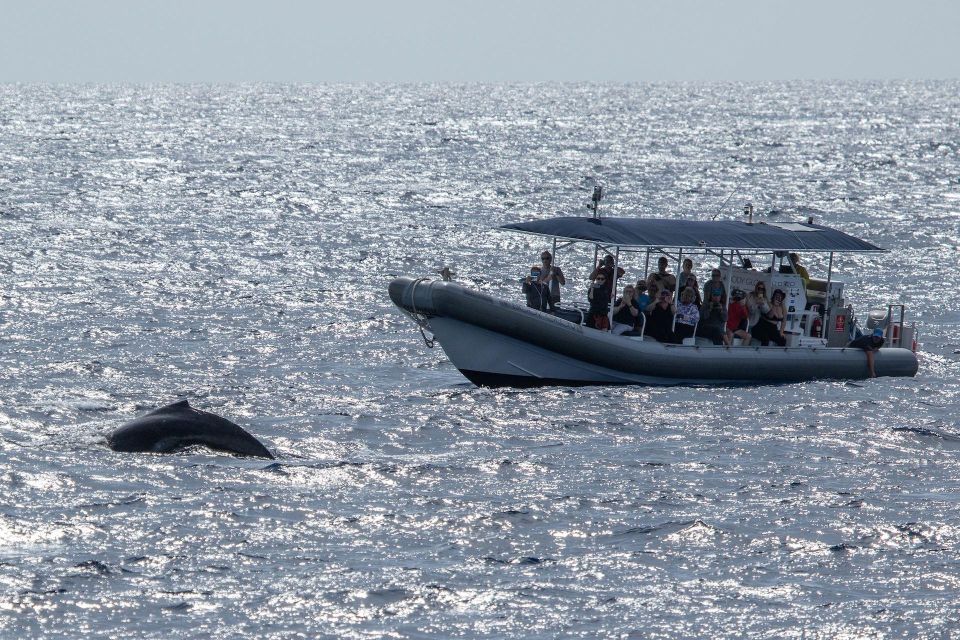 Big Island: Kona Super Raft Whale Watch - Final Thoughts