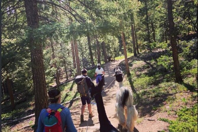 Guided Llama Hike in the Rocky Mountains - Why This Tour Offers Great Value