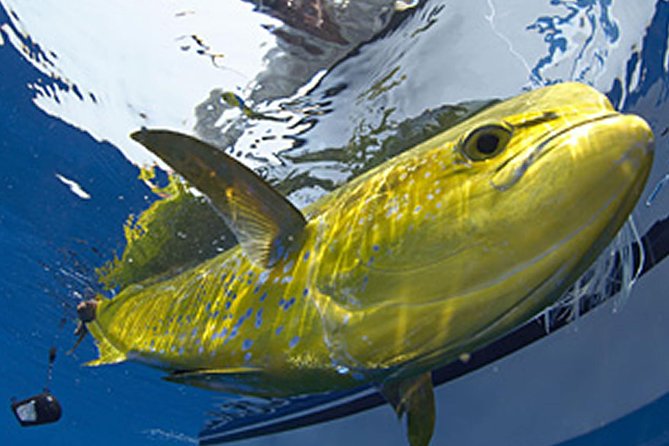 Marathon Offshore Fishing Charter - The Value Proposition: What You’re Really Paying For