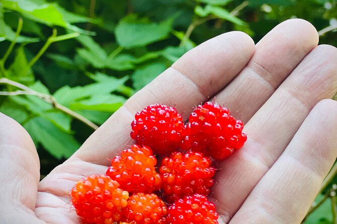 Segway Coastal Scenic Rainforest Tour - FAQs