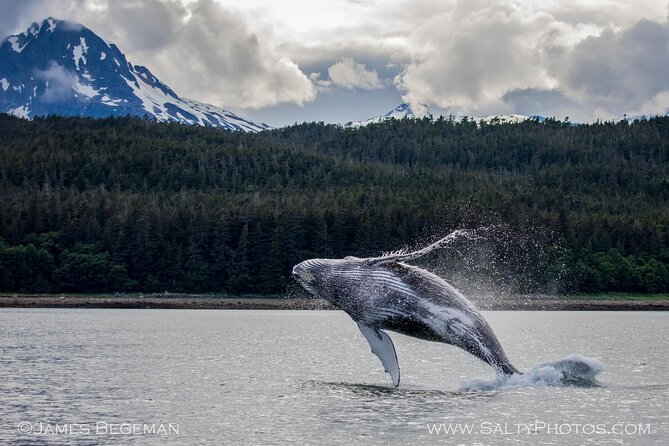 Whale-watching, Icy point, Hoonah , whales, Orca, killer-whales. - FAQ