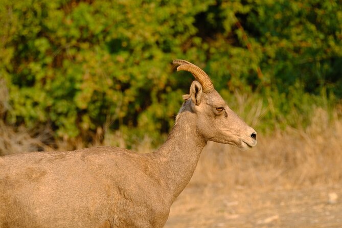 Whitewater Rafting the Salmon River - Full Day - Why This Tour Excels According to Reviews