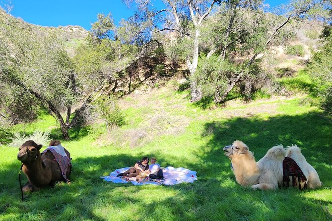 3 Hour Camel Trek into the Forest and Ranch in California - Exploring the Forest Camelback Trek in Los Angeles