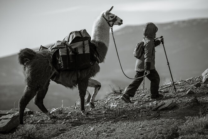 2-Hour Llama Hike - Beyond the Experience: Additional Tips