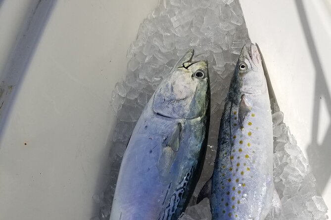 4-hour Fishing Adventure at Belleair Causeway - Who It’s Best For