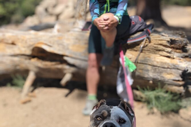 A Local's Favorite Hike in Big Bear with Lake Swimming Experience - Who Is This Tour Perfect For?