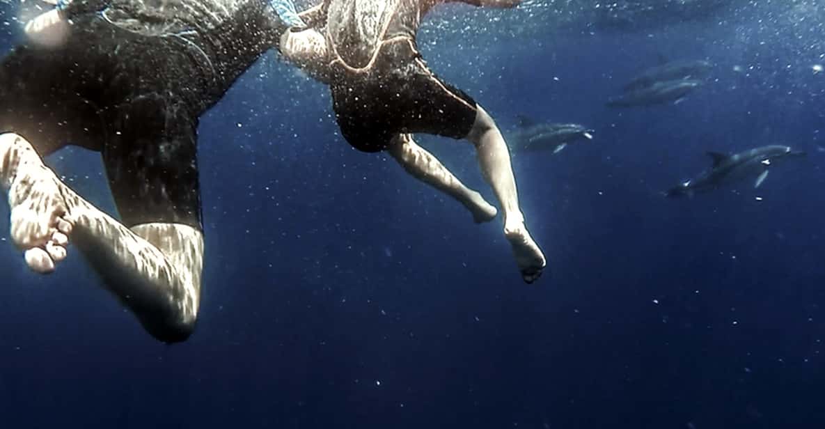 Azores: Swim with Dolphins Atlantic Experience - Is This Tour Good Value?
