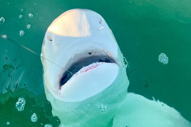 Backcountry Half Day Fishing Key West - Who Should Book This Tour?