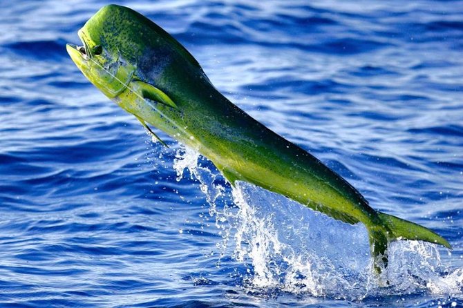 Boca Raton Deep Sea Fishing Trips - FAQ: Common Questions About Boca Raton Deep Sea Fishing