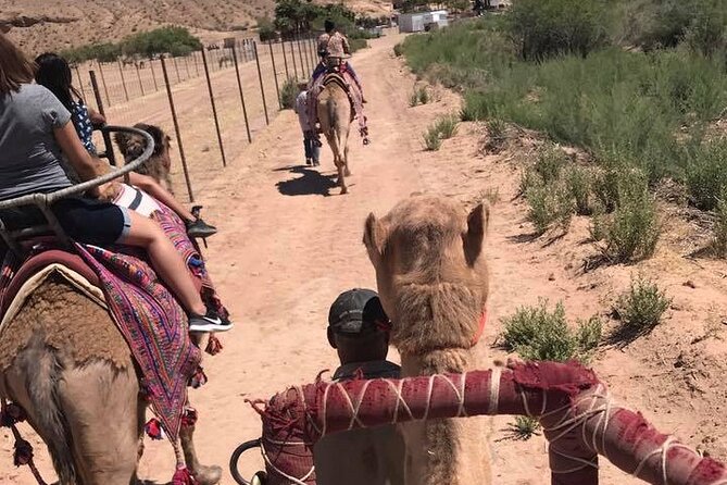 Camel Safari - Camel Ride and Zoo Tour - Who Will Love This Experience?