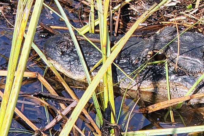 Everglades National Park Naturalist Led Hike, 2 Boat Trips + More - FAQ