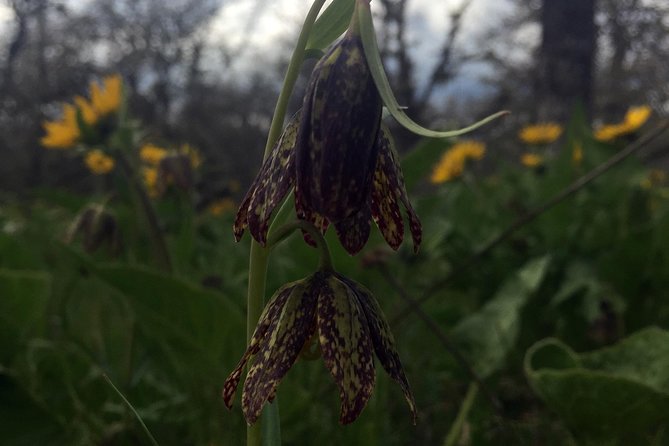 Full-day Columbia Gorge Hiking - Final Thoughts