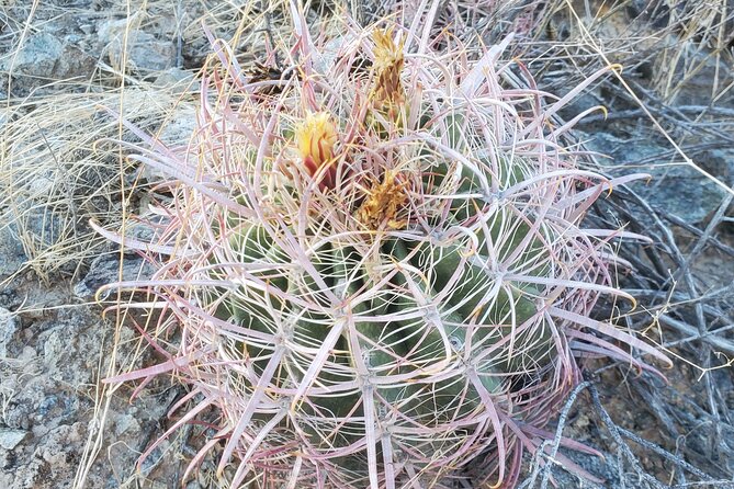 Guided Desert Sunrise or Evening/Sunset 2-Hour Hike at South Mtn - Exploring the Guided Desert Sunrise or Sunset Hike at South Mountain