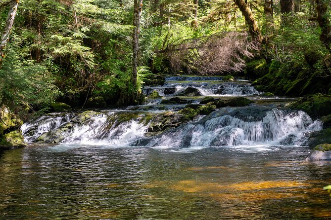 Ketchikan Magical Old-Growth Creek Trek Guided Tour - Authentic Experiences Not to Miss