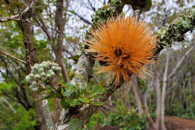 Klauea Hike and Lava Gazing with Native Hawaiian - Frequently Asked Questions