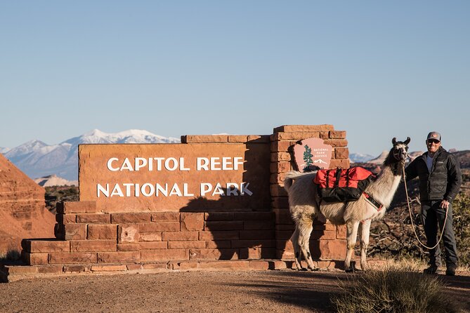 Spectacular 8-Hour Guided Llama Hike with Lunch and Dinner - Engaging With the Animals