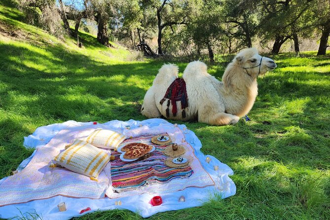 3 Hour Camel Trek into the Forest and Ranch in California - Practical Details & Booking Tips