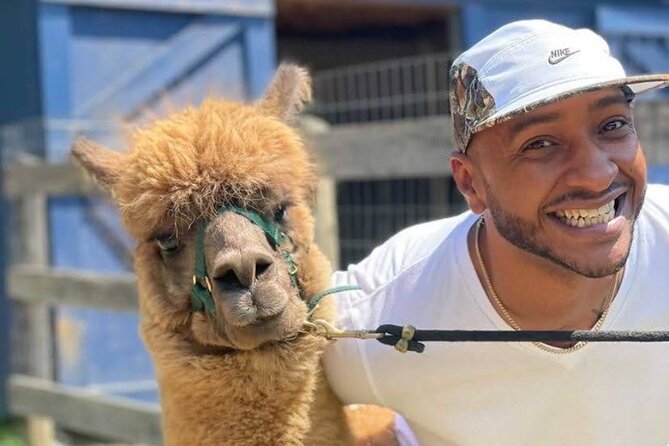 Alpaca and Llama Trek in Pleasant Valley - Who Will Love This Tour?