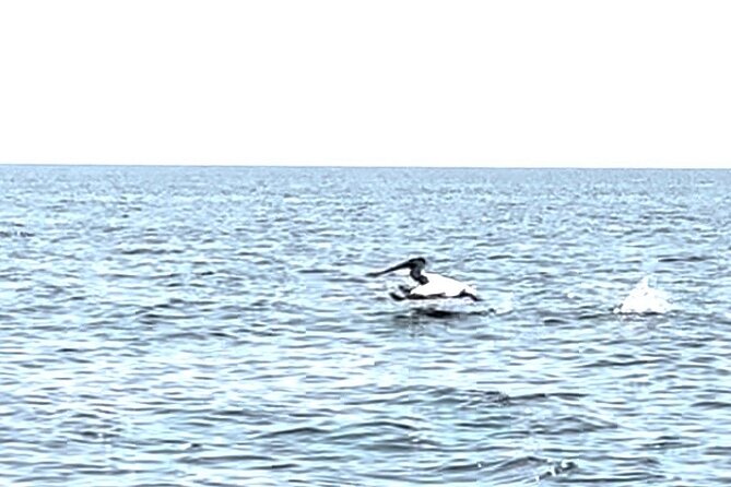 Private Charters on Saginaw Bay for Fishing or Birdwatching - FAQ