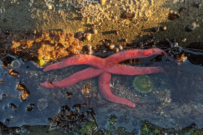 Private Day Hike- Rialto Beach Tide Pooling - Final Thoughts